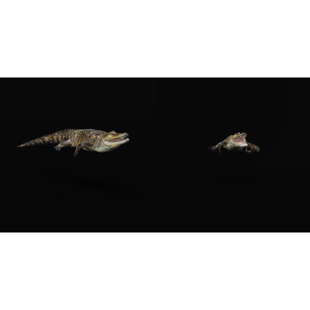 American Alligator 3D Model – Low Poly Rigged Creature, FBX, OBJ - View 30