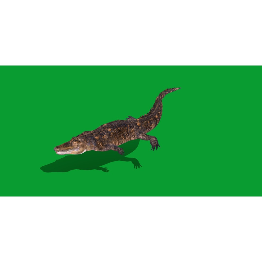 American Alligator 3D Model – Low Poly Rigged Creature, FBX, OBJ - View 31