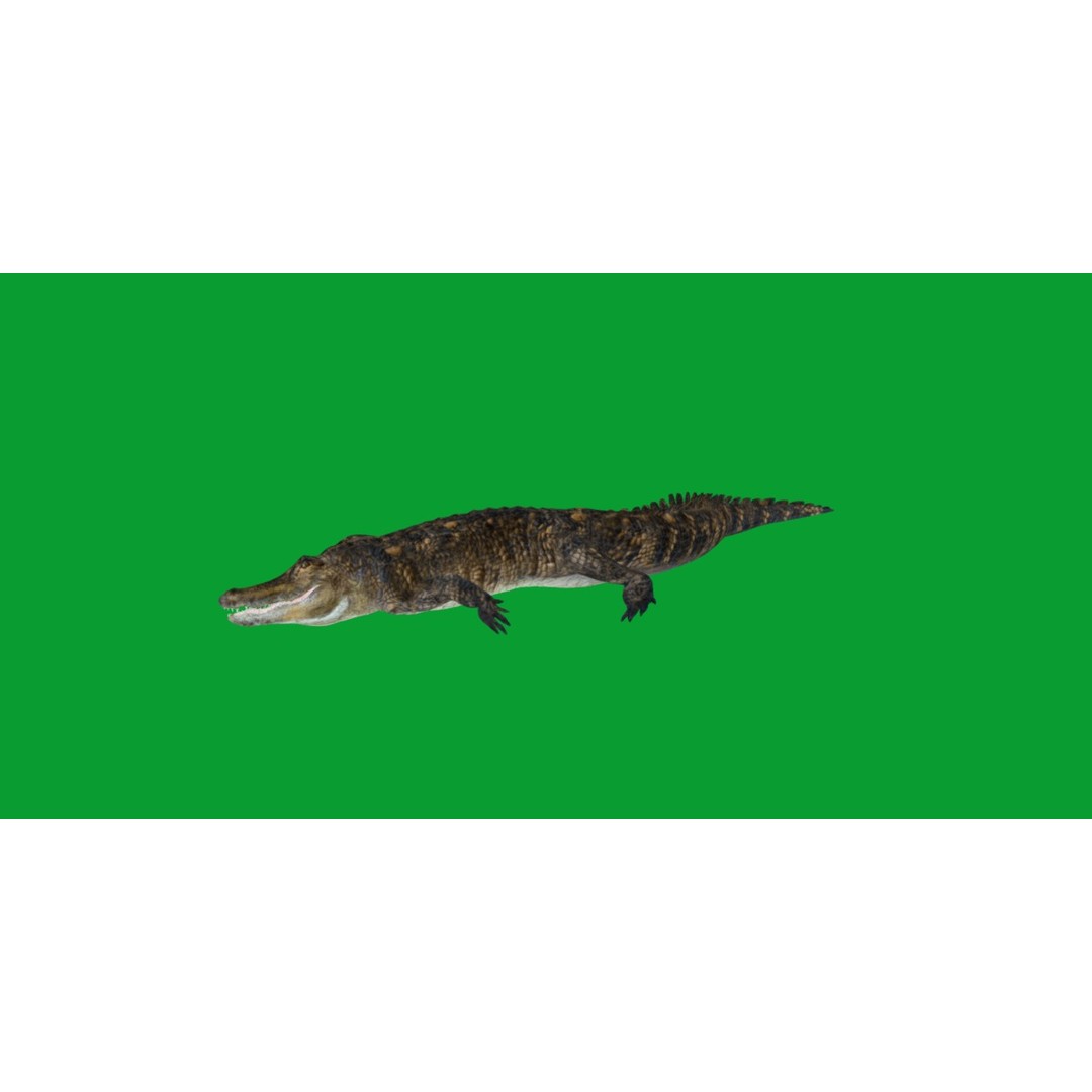 American Alligator 3D Model – Low Poly Rigged Creature, FBX, OBJ - View 32