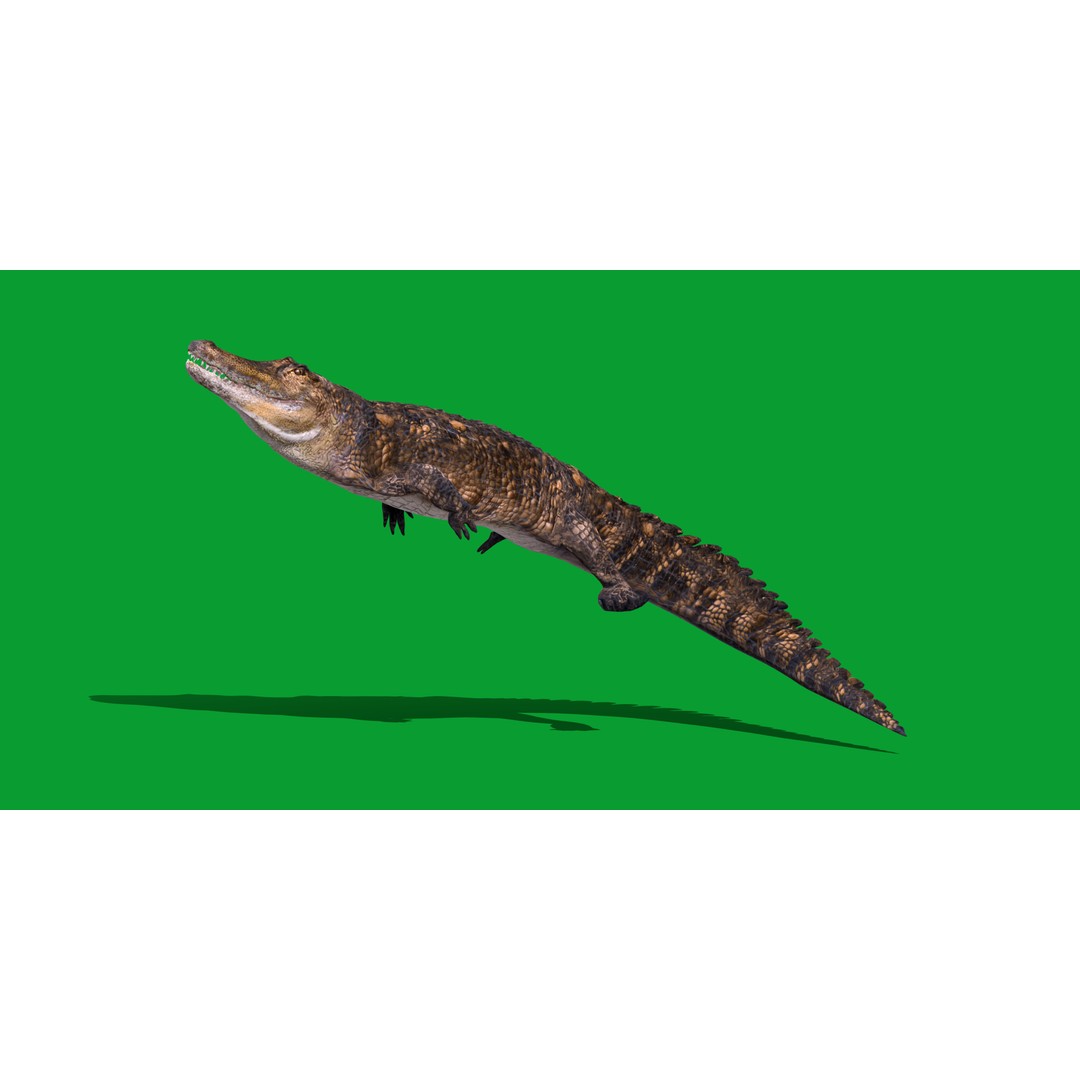 American Alligator 3D Model – Low Poly Rigged Creature, FBX, OBJ - View 33