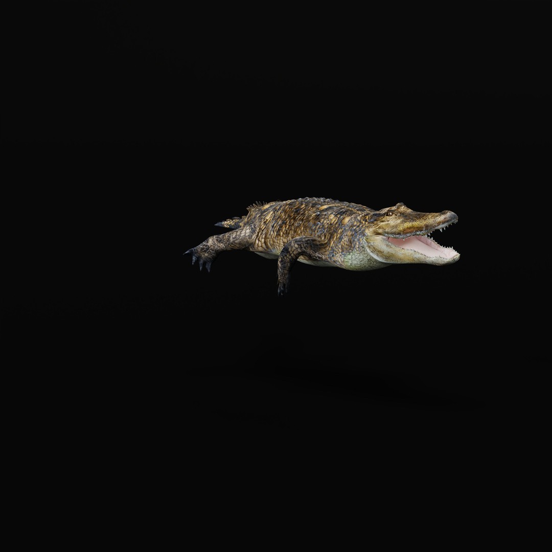 American Alligator 3D Model – Low Poly Rigged Creature, FBX, OBJ - View 34