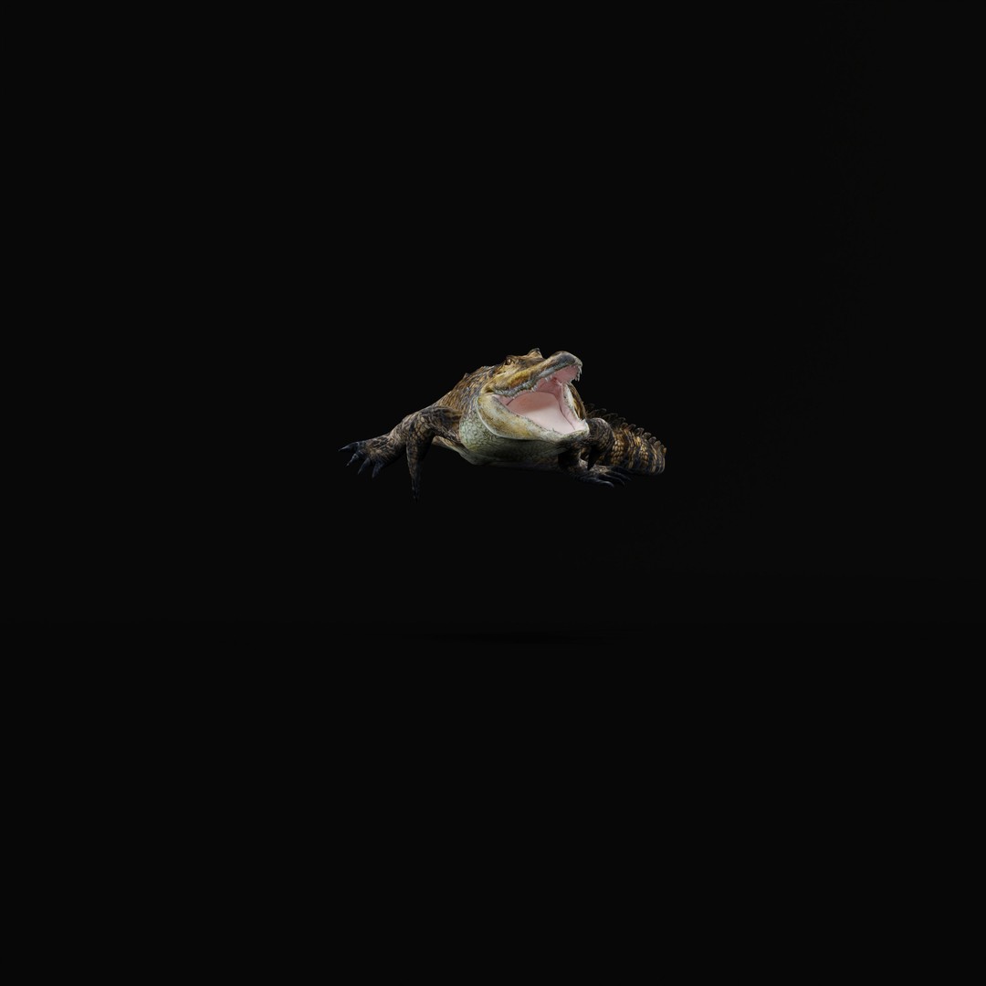 American Alligator 3D Model – Low Poly Rigged Creature, FBX, OBJ - View 35