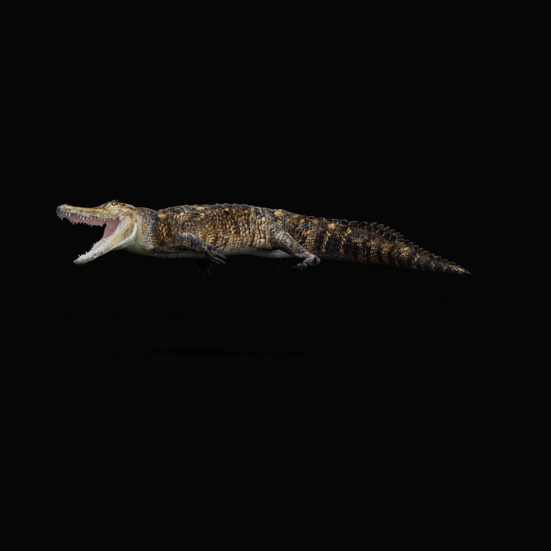 American Alligator 3D Model – Low Poly Rigged Creature, FBX, OBJ - View 36