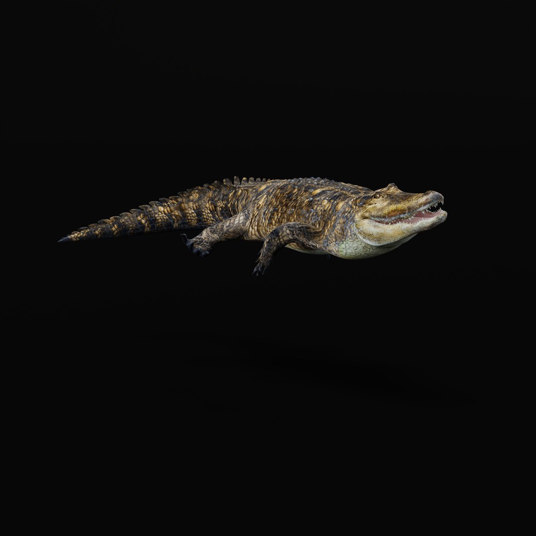 American Alligator 3D Model – Low Poly Rigged Creature, FBX, OBJ - View 37