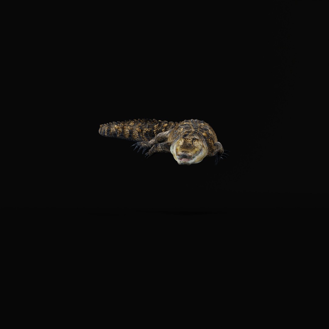 American Alligator 3D Model – Low Poly Rigged Creature, FBX, OBJ - View 38
