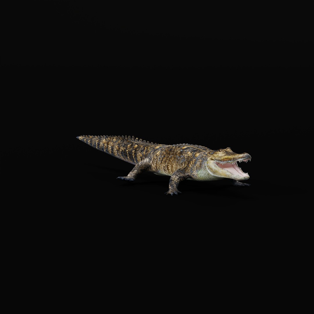American Alligator 3D Model – Low Poly Rigged Creature, FBX, OBJ - View 39