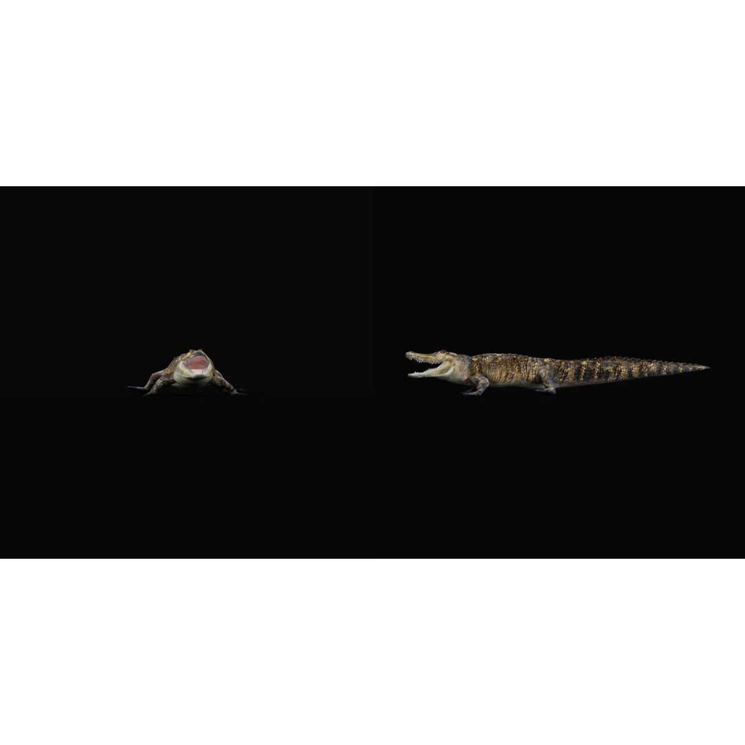 American Alligator 3D Model – Low Poly Rigged Creature, FBX, OBJ - View 4