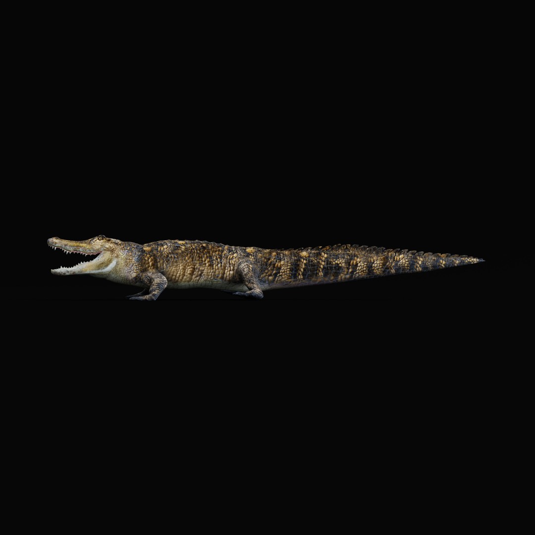 American Alligator 3D Model – Low Poly Rigged Creature, FBX, OBJ - View 41