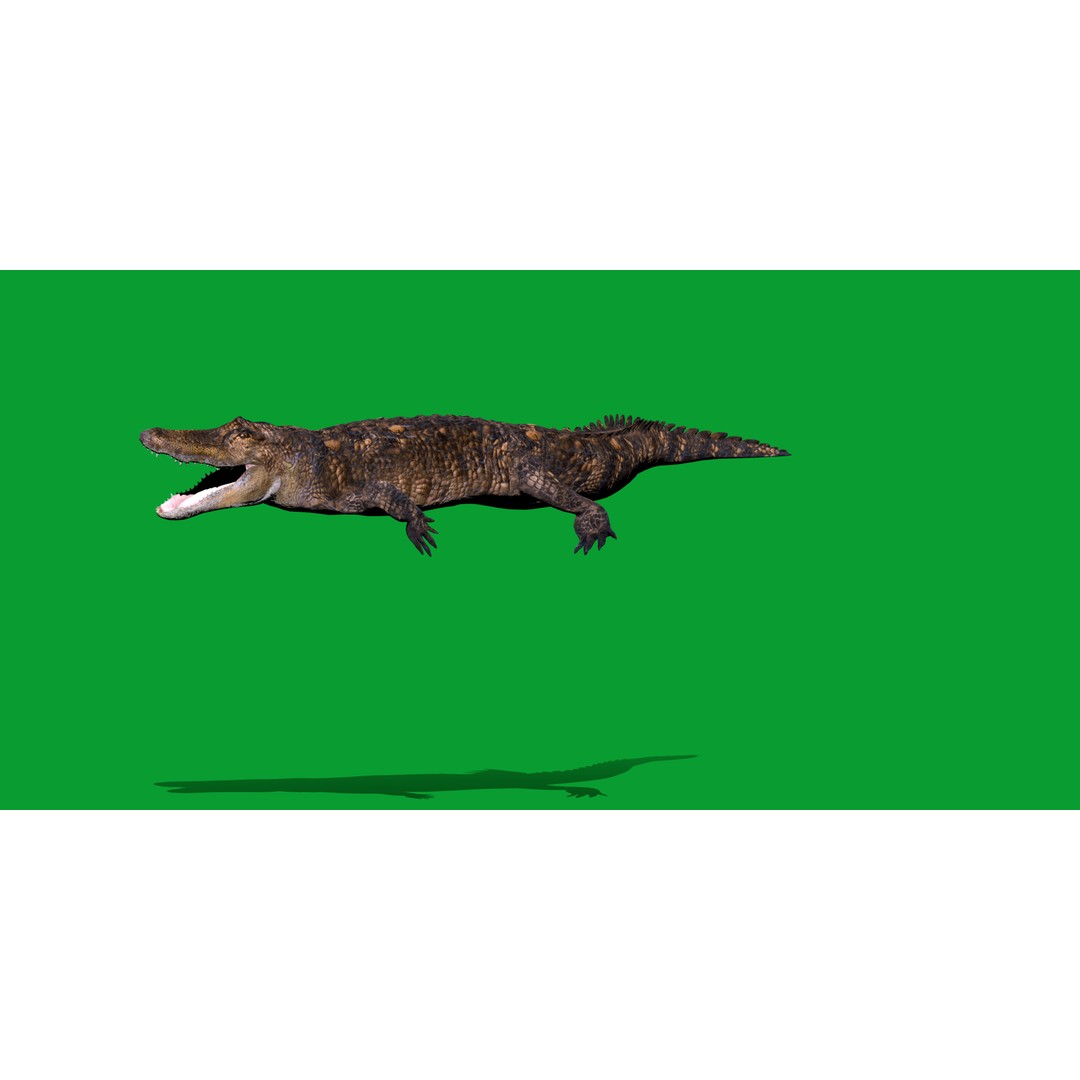 American Alligator 3D Model – Low Poly Rigged Creature, FBX, OBJ - View 5