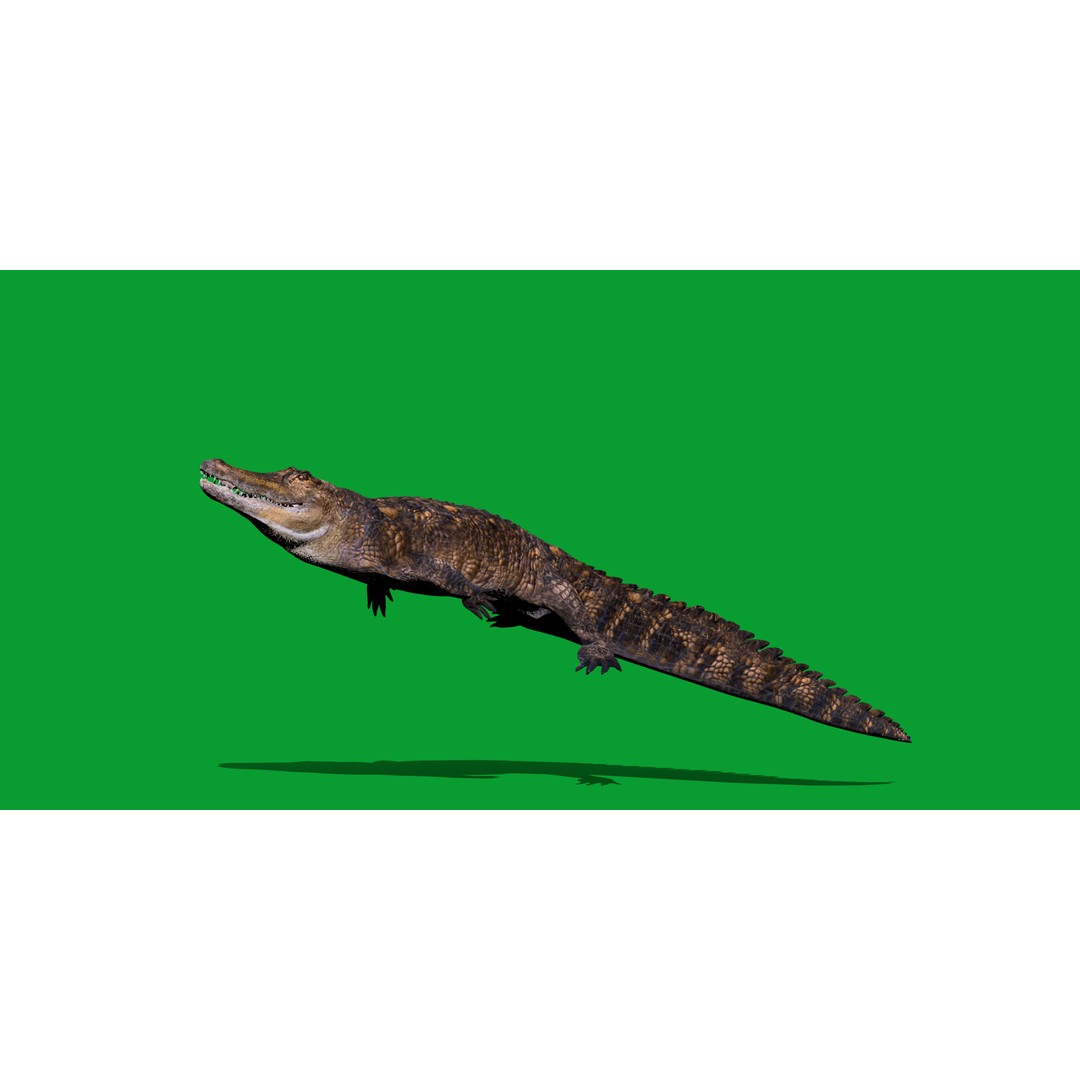 American Alligator 3D Model – Low Poly Rigged Creature, FBX, OBJ - View 6