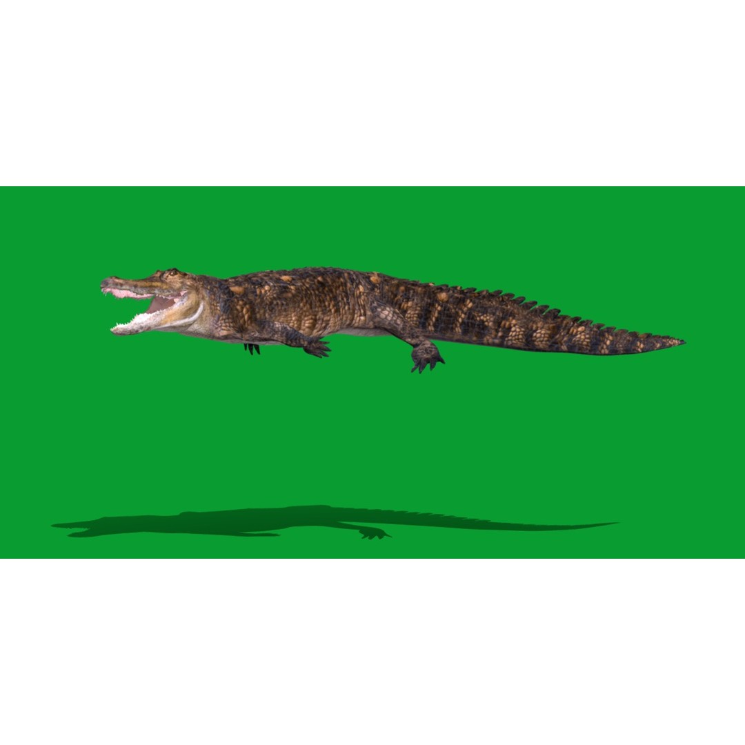 American Alligator 3D Model – Low Poly Rigged Creature, FBX, OBJ - View 7