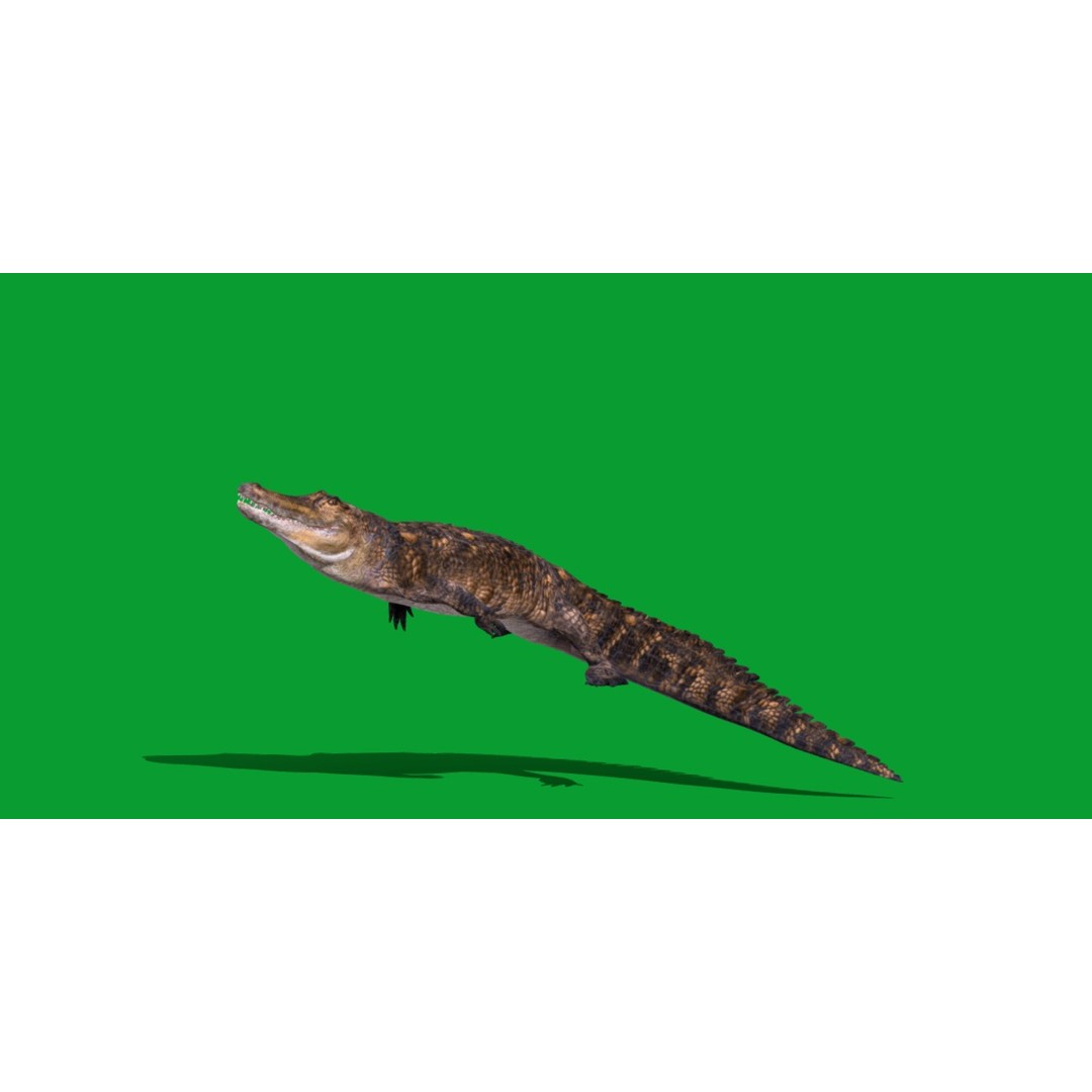 American Alligator 3D Model – Low Poly Rigged Creature, FBX, OBJ - View 8
