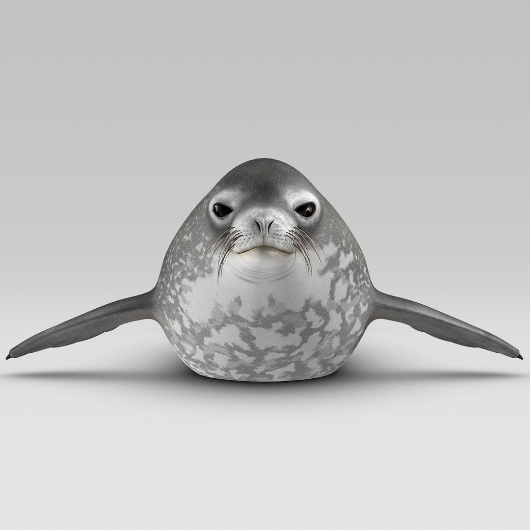 Weddell Seal 3D Model – Rigged Realistic Animal Asset, FBX - View 10