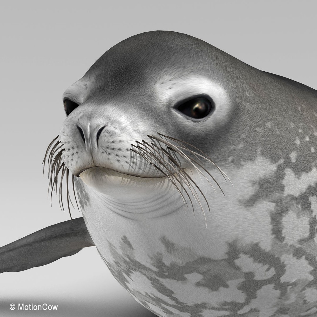 Weddell Seal 3D Model – Rigged Realistic Animal Asset, FBX - View 11