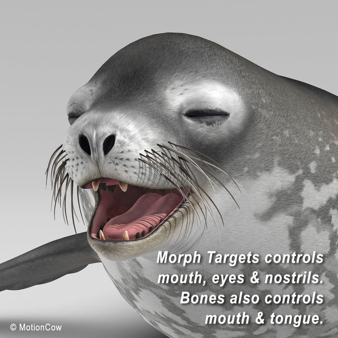 Weddell Seal 3D Model – Rigged Realistic Animal Asset, FBX - View 12
