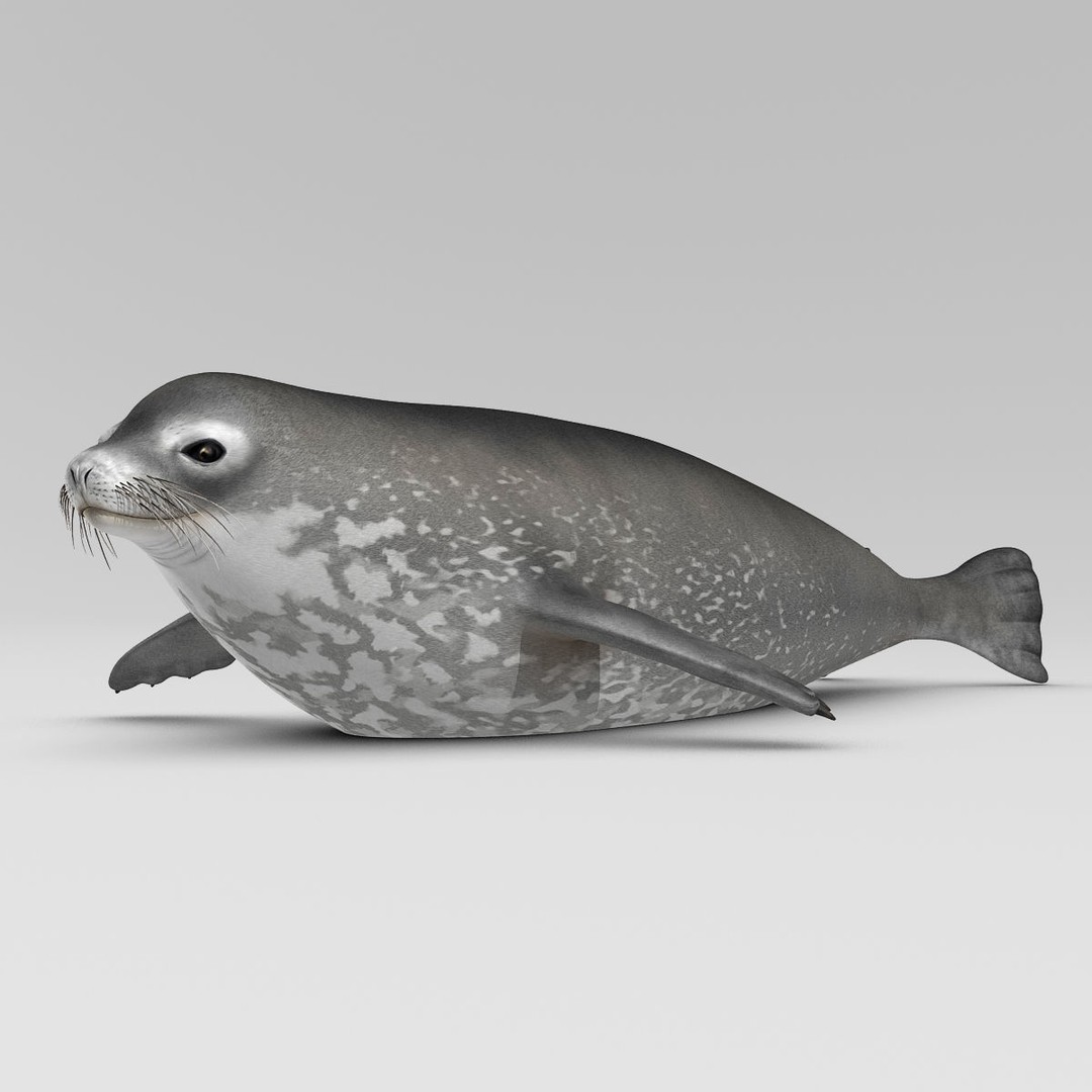 Weddell Seal 3D Model – Rigged Realistic Animal Asset, FBX - View 13