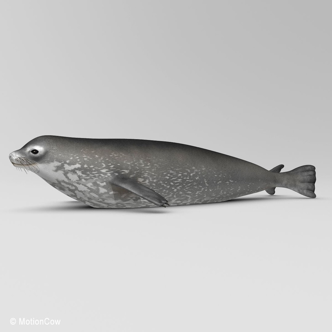 Weddell Seal 3D Model – Rigged Realistic Animal Asset, FBX - View 14