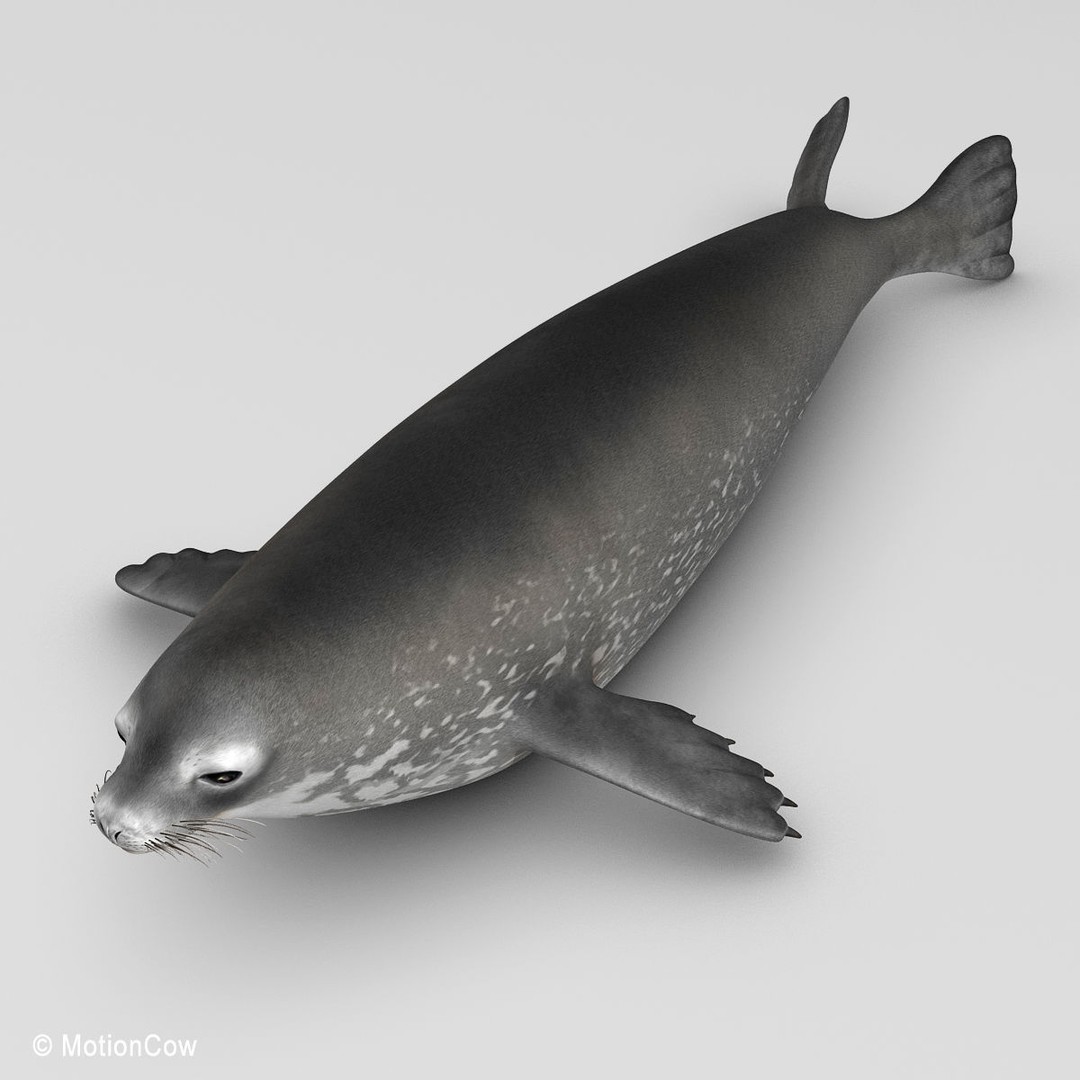 Weddell Seal 3D Model – Rigged Realistic Animal Asset, FBX - View 15
