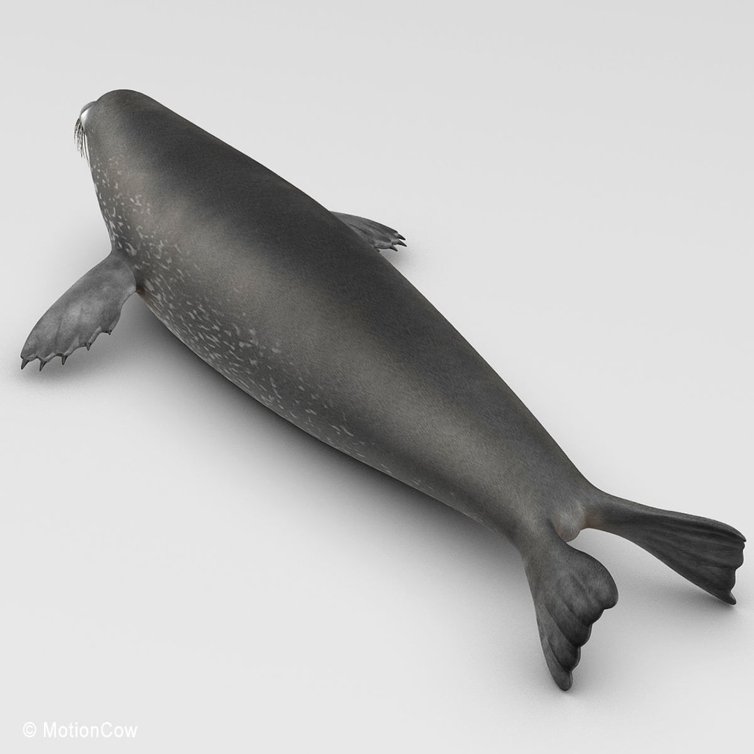 Weddell Seal 3D Model – Rigged Realistic Animal Asset, FBX - View 16