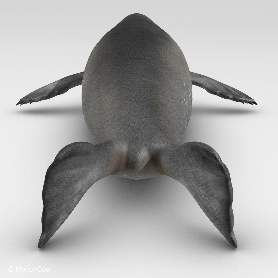 Weddell Seal 3D Model – Rigged Realistic Animal Asset, FBX - View 17