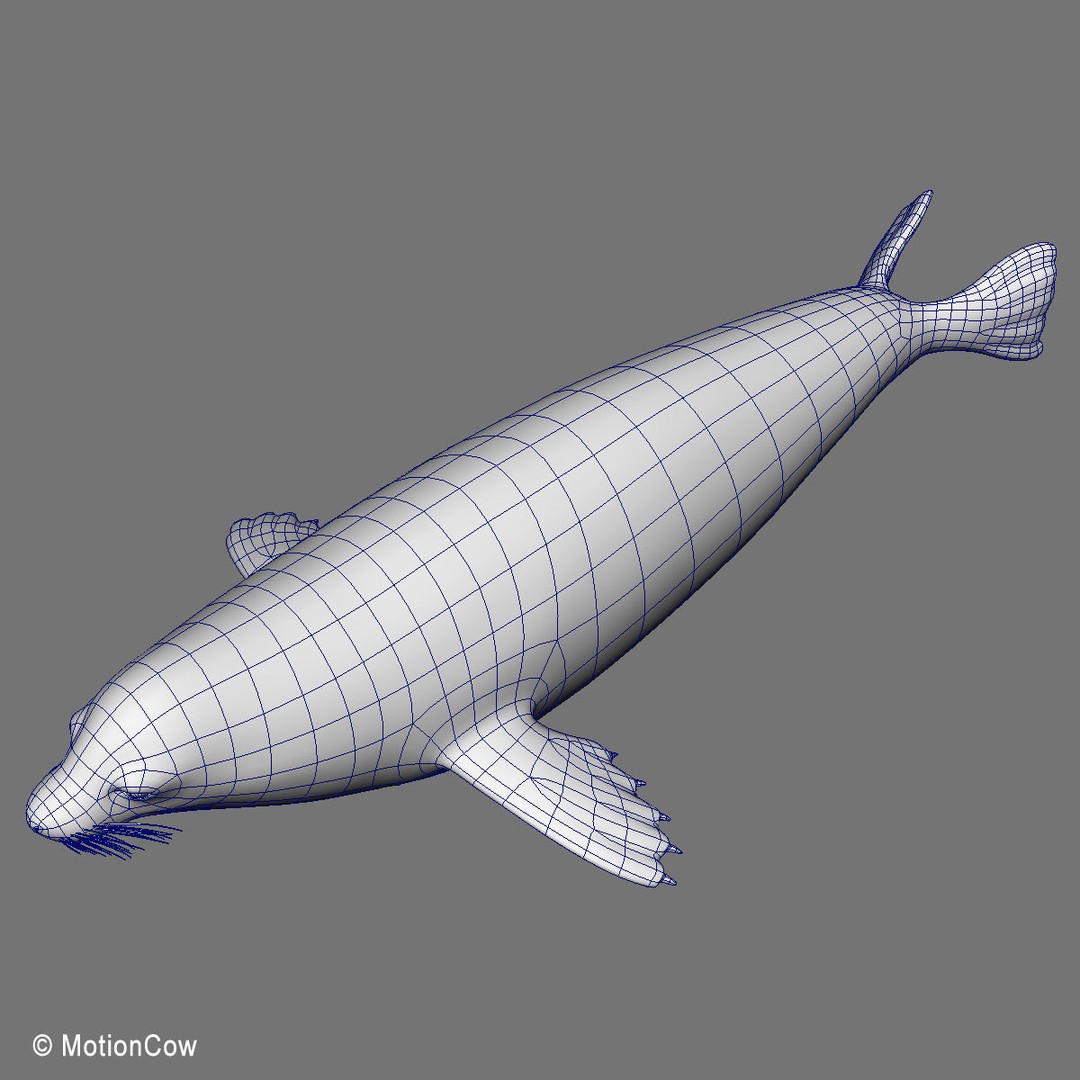 Weddell Seal 3D Model – Rigged Realistic Animal Asset, FBX - View 19