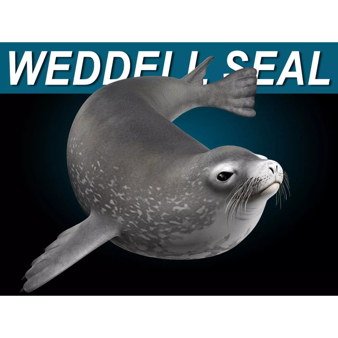 Weddell Seal 3D Model – Rigged Realistic Animal Asset, FBX - View 2