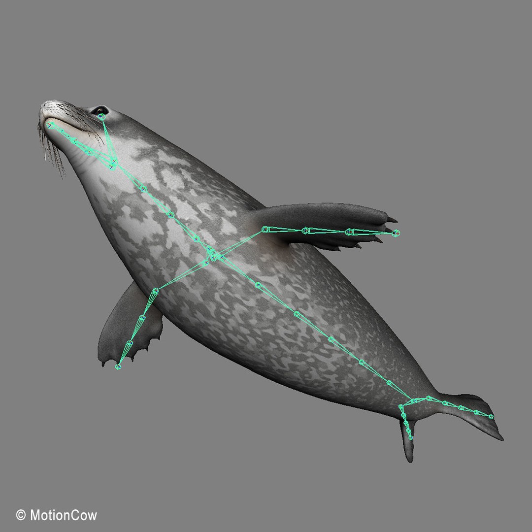 Weddell Seal 3D Model – Rigged Realistic Animal Asset, FBX - View 20