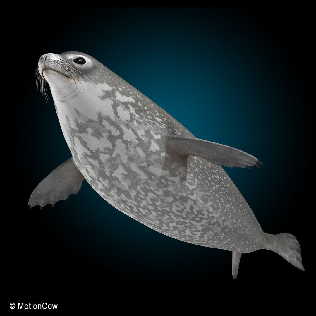 Weddell Seal 3D Model – Rigged Realistic Animal Asset, FBX - View 3