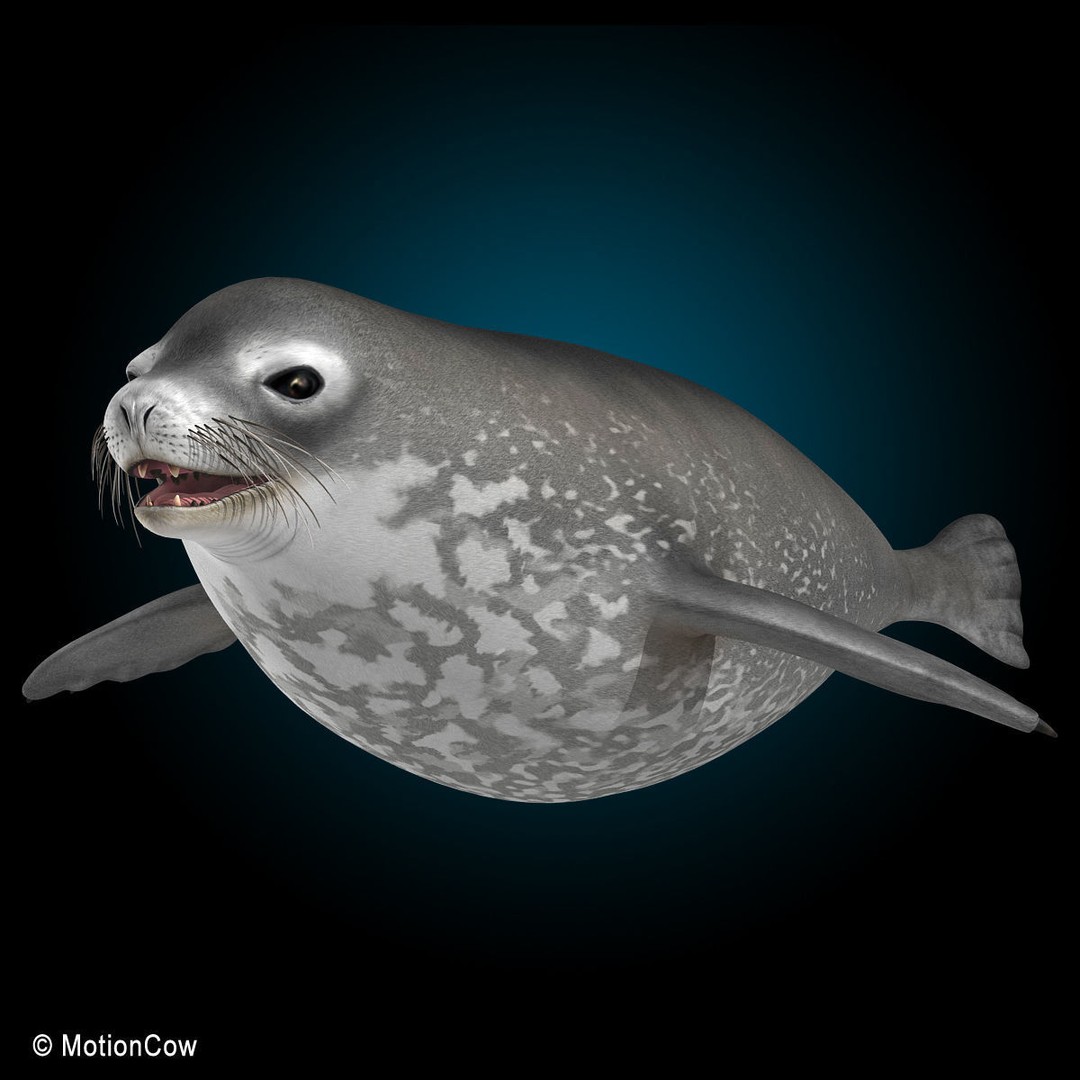 Weddell Seal 3D Model – Rigged Realistic Animal Asset, FBX - View 4