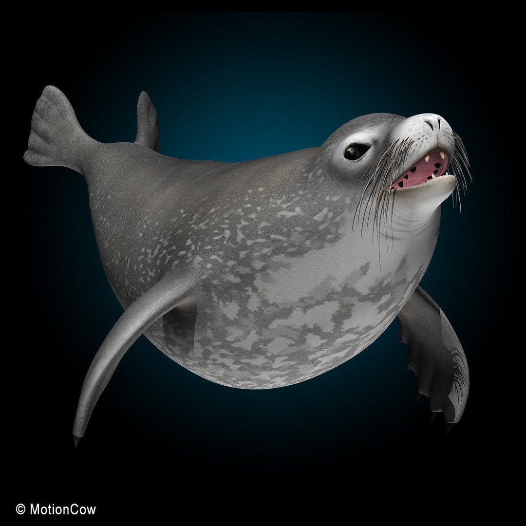 Weddell Seal 3D Model – Rigged Realistic Animal Asset, FBX - View 5