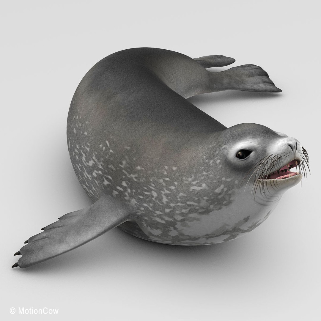 Weddell Seal 3D Model – Rigged Realistic Animal Asset, FBX - View 6