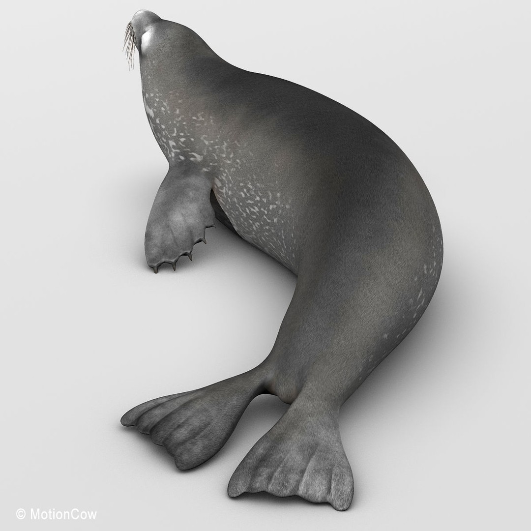 Weddell Seal 3D Model – Rigged Realistic Animal Asset, FBX - View 7
