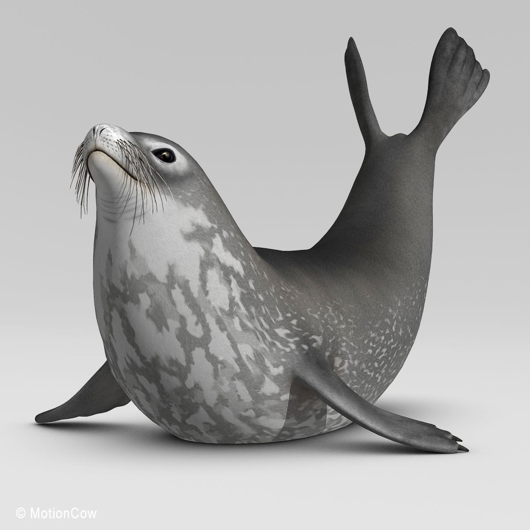 Weddell Seal 3D Model – Rigged Realistic Animal Asset, FBX - View 8