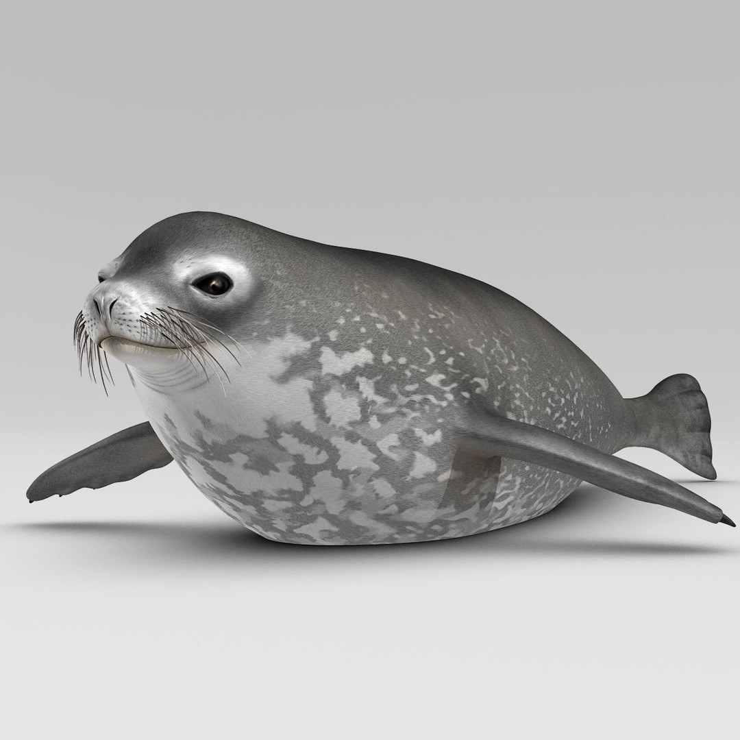 Weddell Seal 3D Model – Rigged Realistic Animal Asset, FBX - View 9