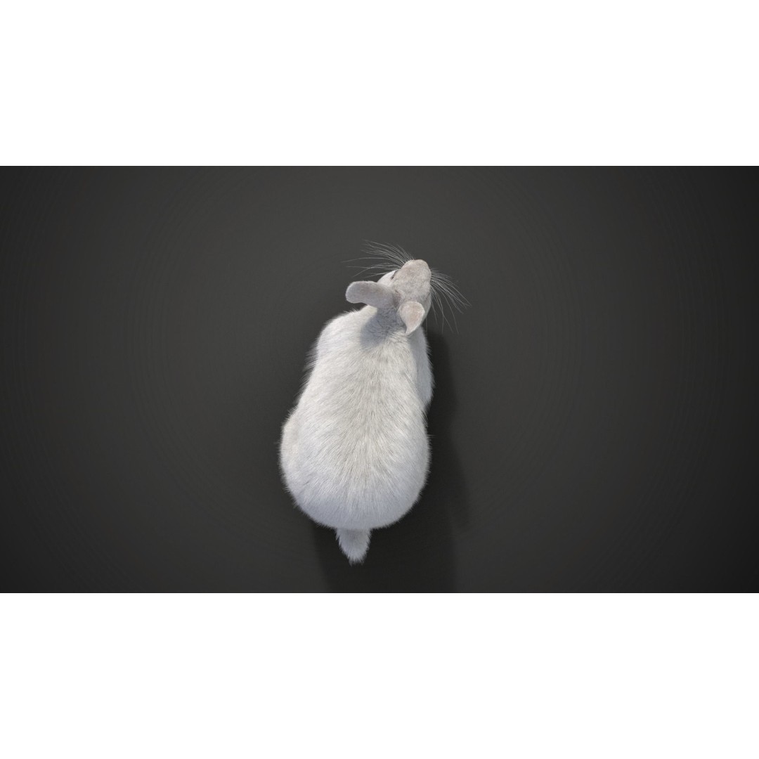 White Rabbit 3D Model – Animated Rigged Character with PBR Textures - View 13