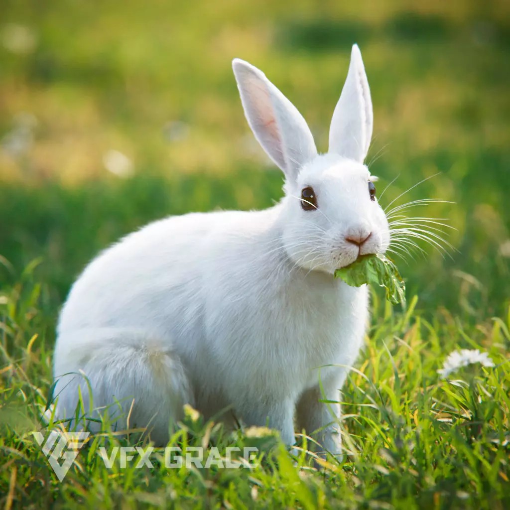 White Rabbit 3D Model – Animated Rigged Character with PBR Textures - View 2