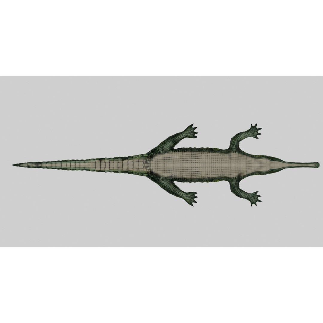 Realistic Gharial 3D Model – Rigged Low-Poly Game Asset, FBX, OBJ - View 10