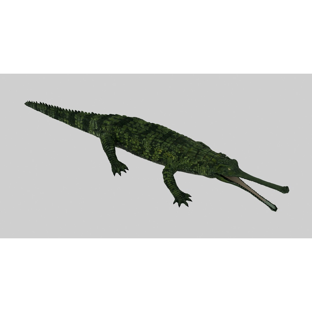Realistic Gharial 3D Model – Rigged Low-Poly Game Asset, FBX, OBJ - View 11