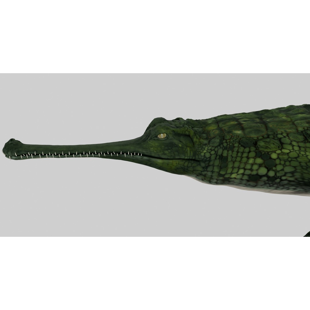 Realistic Gharial 3D Model – Rigged Low-Poly Game Asset, FBX, OBJ - View 12