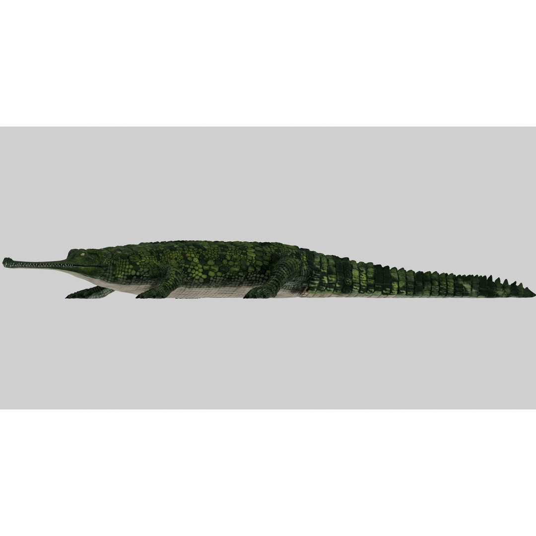 Realistic Gharial 3D Model – Rigged Low-Poly Game Asset, FBX, OBJ - View 13