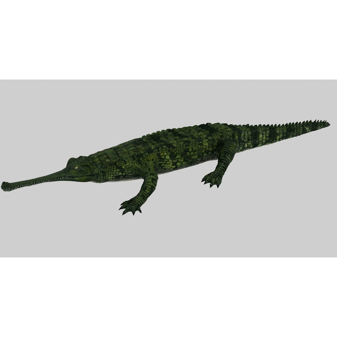Realistic Gharial 3D Model – Rigged Low-Poly Game Asset, FBX, OBJ - View 6