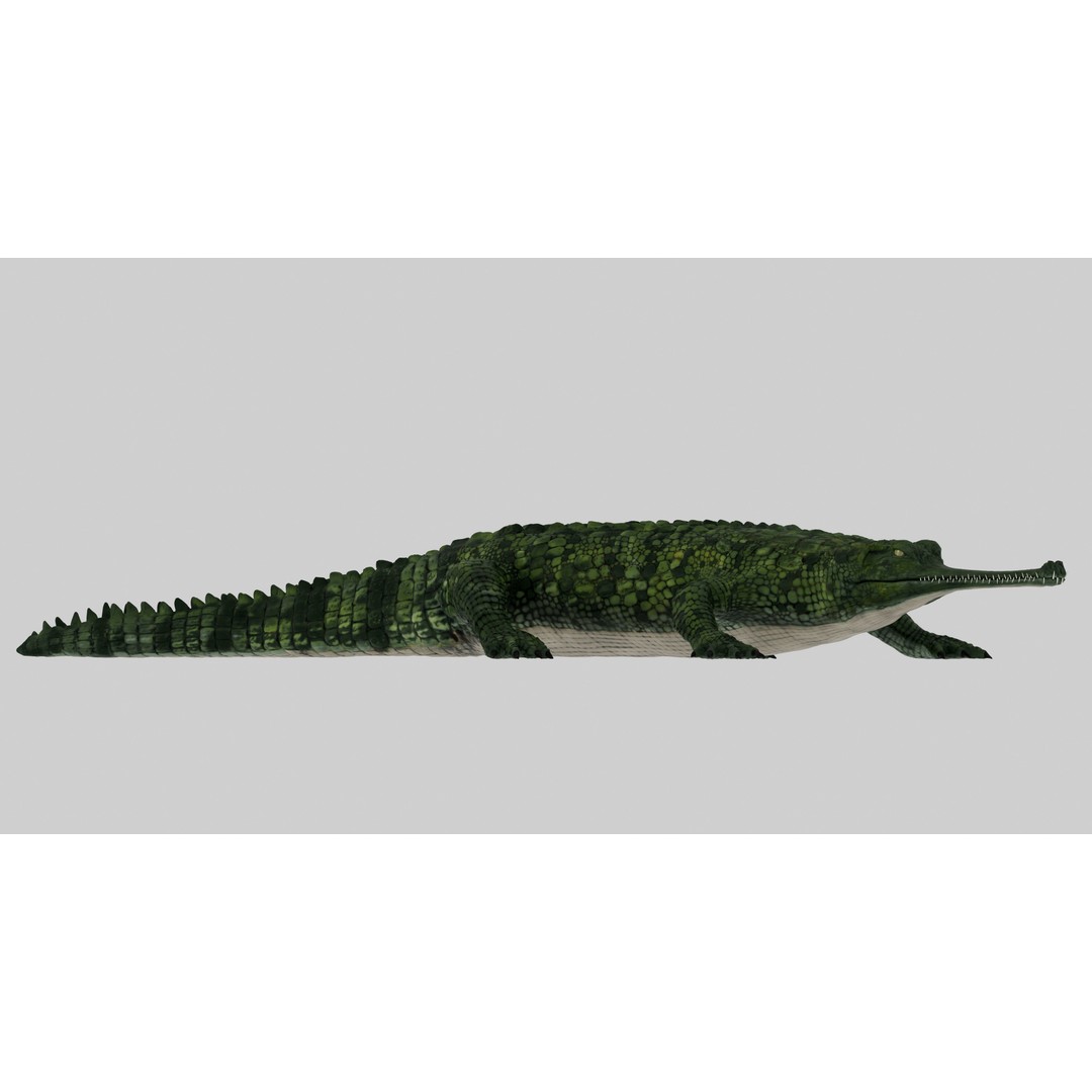 Realistic Gharial 3D Model – Rigged Low-Poly Game Asset, FBX, OBJ - View 7