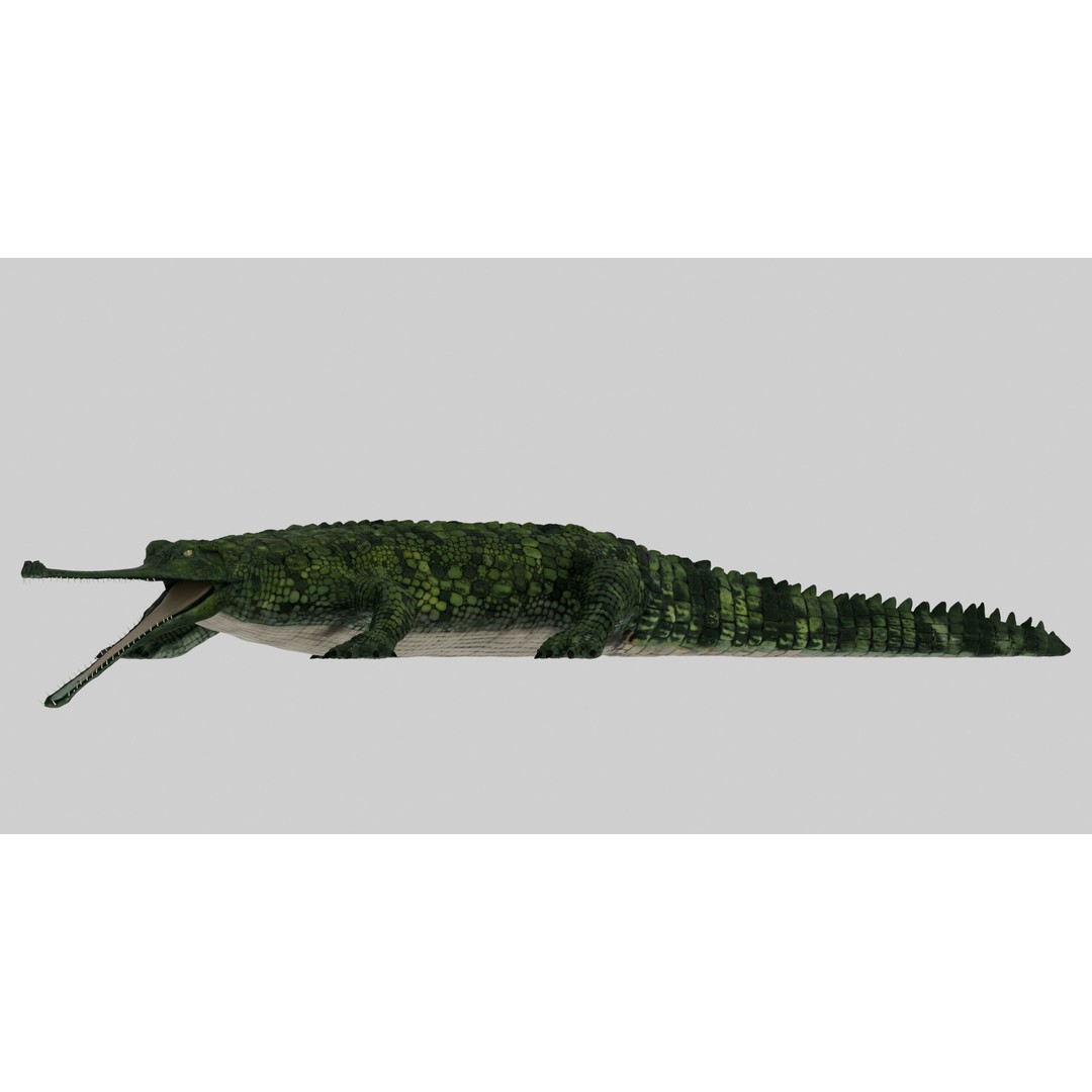 Realistic Gharial 3D Model – Rigged Low-Poly Game Asset, FBX, OBJ - View 8