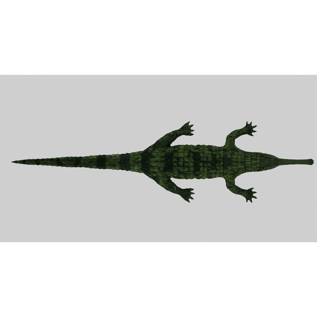 Realistic Gharial 3D Model – Rigged Low-Poly Game Asset, FBX, OBJ - View 9