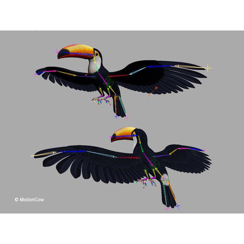 Toucan A 3D Model – Realistic Flying Bird, Rigged & Animated - View 14