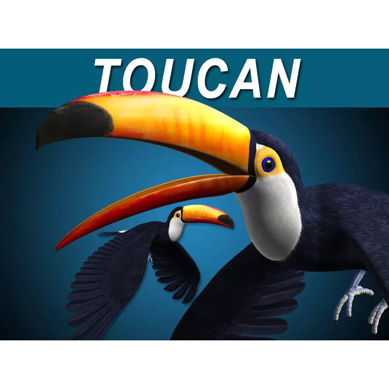 Toucan A 3D Model – Realistic Flying Bird, Rigged & Animated - View 2