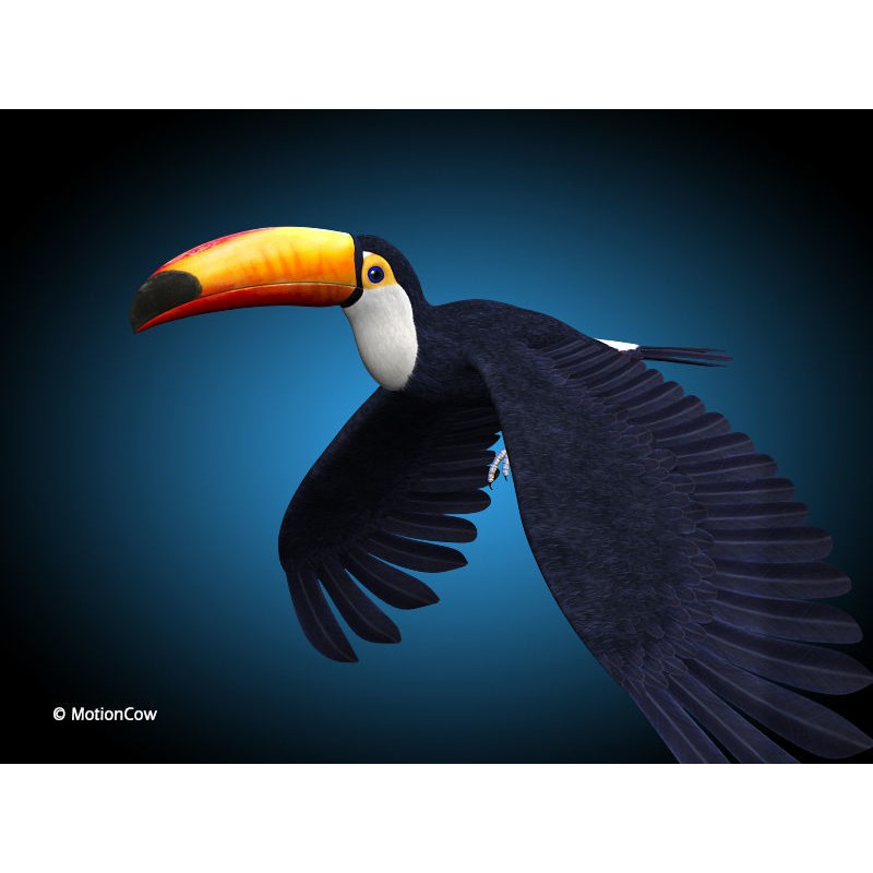 Toucan A 3D Model – Realistic Flying Bird, Rigged & Animated - View 3
