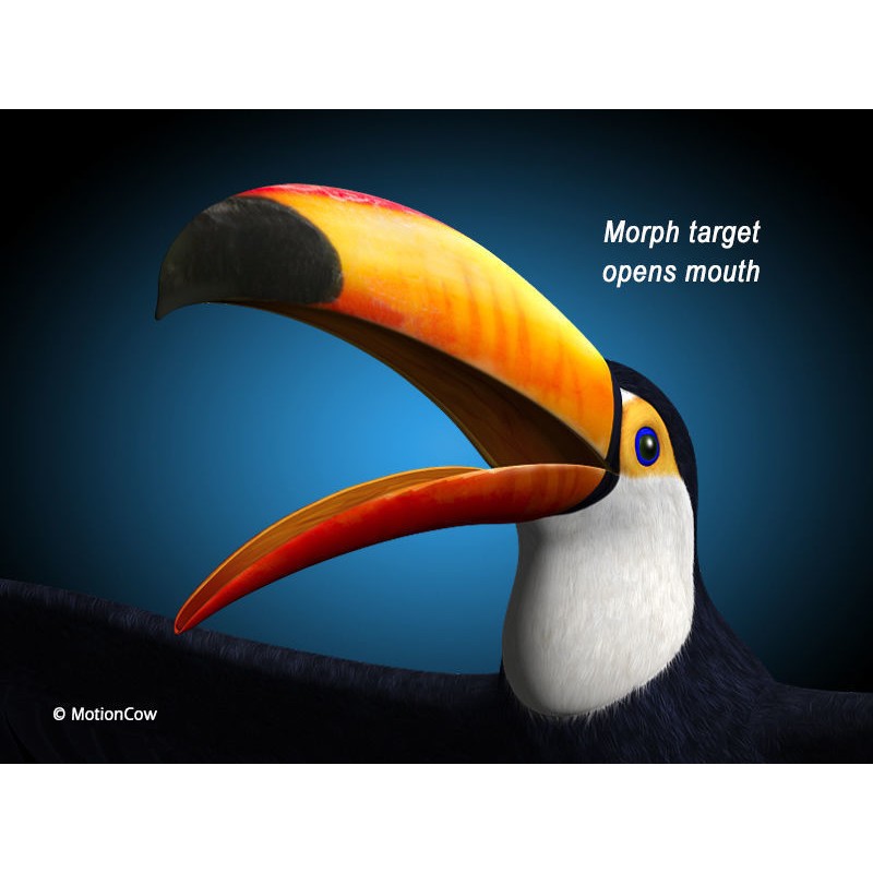 Toucan A 3D Model – Realistic Flying Bird, Rigged & Animated - View 4
