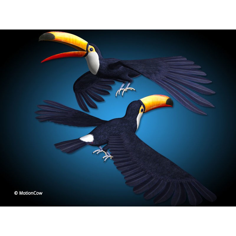 Toucan A 3D Model – Realistic Flying Bird, Rigged & Animated - View 5