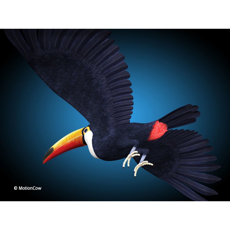 Toucan A 3D Model – Realistic Flying Bird, Rigged & Animated - View 6